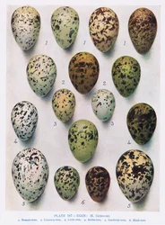 Eggs: Guillemot: etc, illustration from 